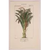 Set With 2 Sago Palm  Sagus Rumphii (Sago del Rumfo) Antique  Botanical Print