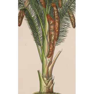 Antique Botanical Print – Pierre Jean François Turpin – Set With 2 Sago Palm  Sagus Rumphii