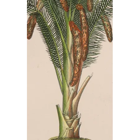 Antique Botanical Print – Pierre Jean François Turpin – Set With 2 Sago Palm  Sagus Rumphii