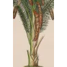 Set With 2 Sago Palm  Sagus Rumphii (Sago del Rumfo) Antique  Botanical Print