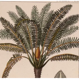 Antique Print by Pierre Jean François Turpin – Cycas circinalis Cicade delle Indie Antique  Botanical Print