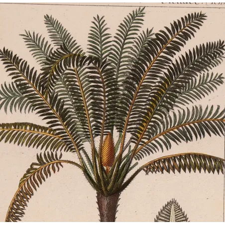 Antique Print by Pierre Jean François Turpin – Cycas circinalis Cicade delle Indie Antique  Botanical Print
