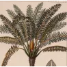 Cycas circinalis Cicade delle Indie Antique  Botanical Print