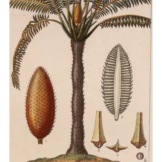 Antique Print by Pierre Jean François Turpin – Cycas circinalis Cicade delle Indie Antique  Botanical Print