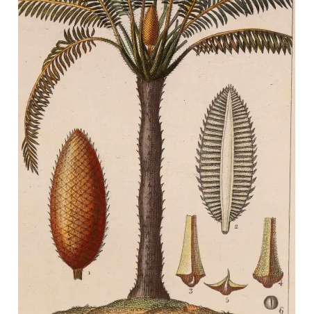 Antique Print by Pierre Jean François Turpin – Cycas circinalis Cicade delle Indie Antique  Botanical Print