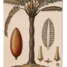 Cycas circinalis Cicade delle Indie Antique  Botanical Print