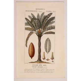 Antique Print by Pierre Jean François Turpin – Cycas circinalis Cicade delle Indie Antique  Botanical Print