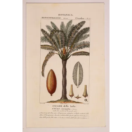 Antique Print by Pierre Jean François Turpin – Cycas circinalis Cicade delle Indie Antique  Botanical Print
