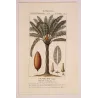 Cycas circinalis Cicade delle Indie Antique  Botanical Print