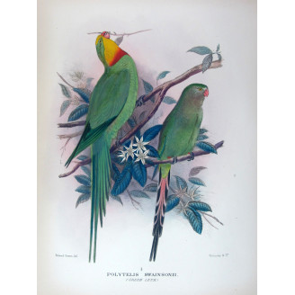Green Rosella by Roland Green – The Birds of Australia