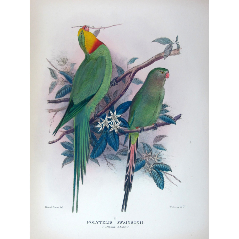 Green Rosella by Roland Green – The Birds of Australia Green Rosella by Roland Green – The Birds of Australia