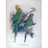 Green Rosella (*Platycercus caledonicus*) – Original lithograph by Green, Mathews (1910–27)