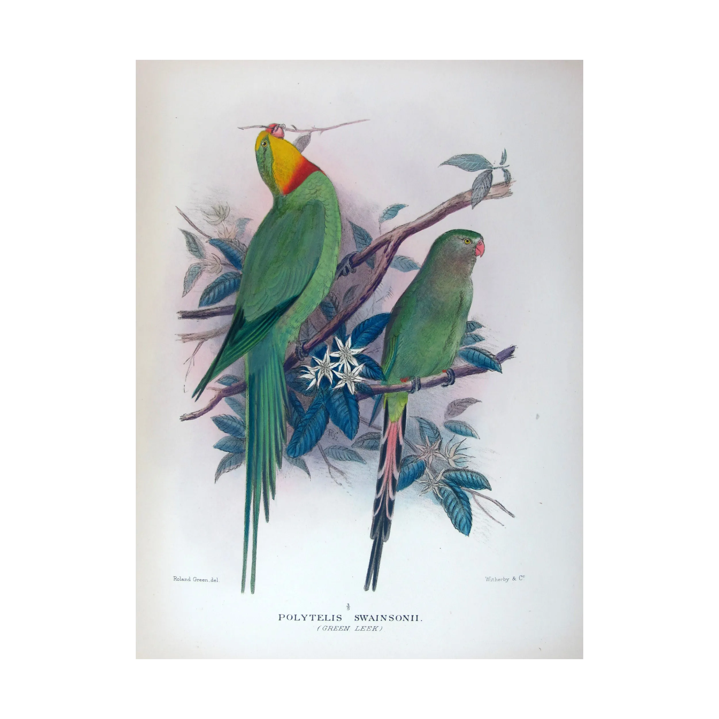 Green Rosella by Roland Green – The Birds of Australia