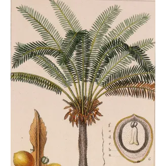 Antique Botanical Print – Pierre Jean François Turpin – Indian Sago Palm Cycas circinalis
