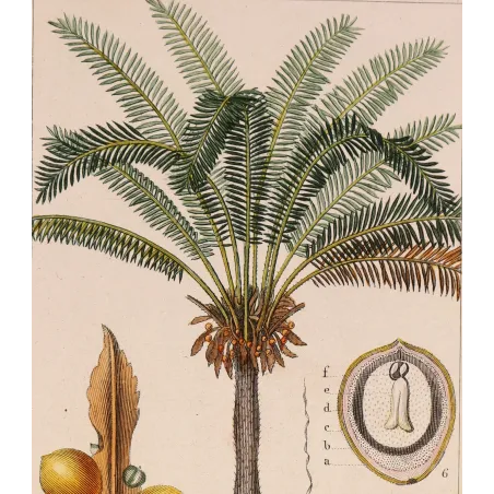 Antique Botanical Print – Pierre Jean François Turpin – Indian Sago Palm Cycas circinalis
