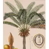 Indian Sago Palm Cycas circinalis (female) Antique  Botanical Print