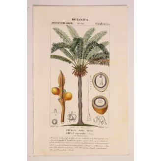 Antique Botanical Print – Pierre Jean François Turpin – Indian Sago Palm Cycas circinalis