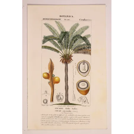 Antique Botanical Print – Pierre Jean François Turpin – Indian Sago Palm Cycas circinalis