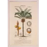 Indian Sago Palm Cycas circinalis (female) Antique  Botanical Print