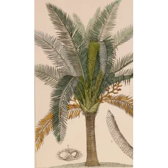 Antique Botanical Print – Pierre Jean François Turpin – Sagus officinalis Sago delle Molucche Antique  Botanical Print