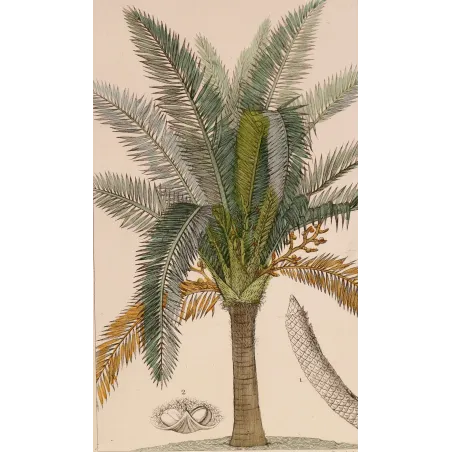 Antique Botanical Print – Pierre Jean François Turpin – Sagus officinalis Sago delle Molucche Antique  Botanical Print