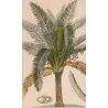 Sagus officinalis Sago delle Molucche Antique  Botanical Print