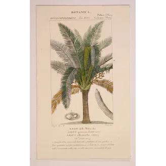 Antique Botanical Print – Pierre Jean François Turpin – Sagus officinalis Sago delle Molucche Antique  Botanical Print