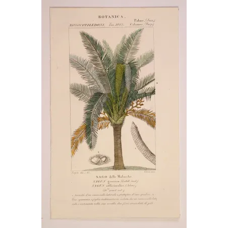Antique Botanical Print – Pierre Jean François Turpin – Sagus officinalis Sago delle Molucche Antique  Botanical Print