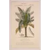 Sagus officinalis Sago delle Molucche Antique  Botanical Print