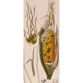 Antique Botanical Print – Pierre Jean François Turpin – Maize or Indian Corn  *Zea mays* set of 2 - Original hand-colored engra