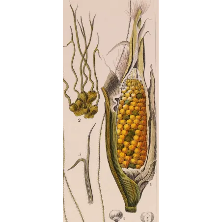 Antique Botanical Print – Pierre Jean François Turpin – Maize or Indian Corn  *Zea mays* set of 2 - Original hand-colored engra