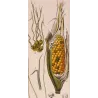 Maize or Indian Corn  *Zea mays* set of 2 - Original hand-colored engraving by Turpin, Antique Botanical Print (c.1835)