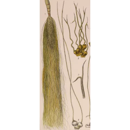 Antique Botanical Print – Pierre Jean François Turpin – Maize or Indian Corn  *Zea mays* set of 2 - Original hand-colored engra