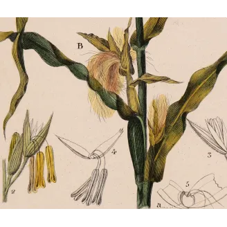 Antique Botanical Print – Pierre Jean François Turpin – Maize or Indian Corn  *Zea mays* set of 2 - Original hand-colored engra