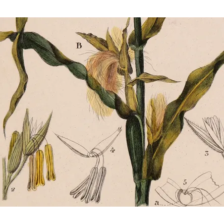 Antique Botanical Print – Pierre Jean François Turpin – Maize or Indian Corn  *Zea mays* set of 2 - Original hand-colored engra
