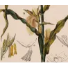 Maize or Indian Corn  *Zea mays* set of 2 - Original hand-colored engraving by Turpin, Antique Botanical Print (c.1835)