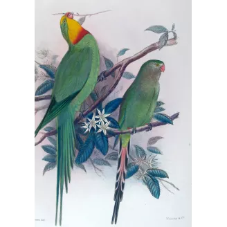 Green Rosella by Roland Green – The Birds of Australia