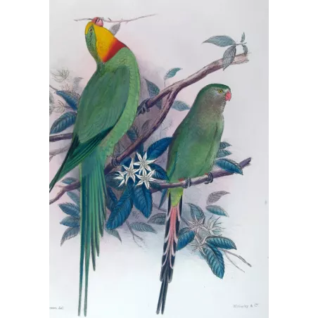 Green Rosella by Roland Green – The Birds of Australia