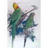Green Rosella (*Platycercus caledonicus*) – Original lithograph by Green, Mathews (1910–27)