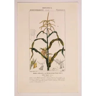 Antique Botanical Print – Pierre Jean François Turpin – Maize or Indian Corn  *Zea mays* set of 2 - Original hand-colored engra
