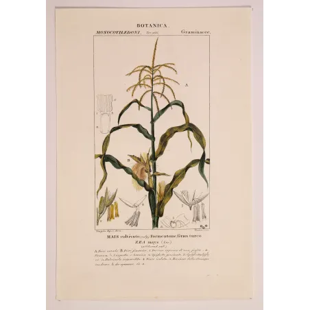 Antique Botanical Print – Pierre Jean François Turpin – Maize or Indian Corn  *Zea mays* set of 2 - Original hand-colored engra