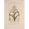 Maize or Indian Corn  *Zea mays* set of 2 - Original hand-colored engraving by Turpin, Antique Botanical Print (c.1835)