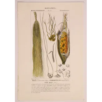 Antique Botanical Print – Pierre Jean François Turpin – Maize or Indian Corn  *Zea mays* set of 2 - Original hand-colored engra