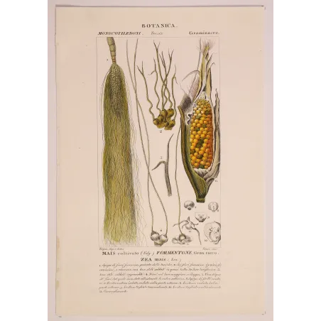 Antique Botanical Print – Pierre Jean François Turpin – Maize or Indian Corn  *Zea mays* set of 2 - Original hand-colored engra
