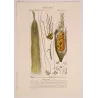 Maize or Indian Corn  *Zea mays* set of 2 - Original hand-colored engraving by Turpin, Antique Botanical Print (c.1835)