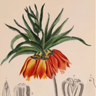 Antique Botanical Print – Pierre Jean François Turpin – Crown Imperial  *Fritillaria imperialis* Original hand-colored engravin
