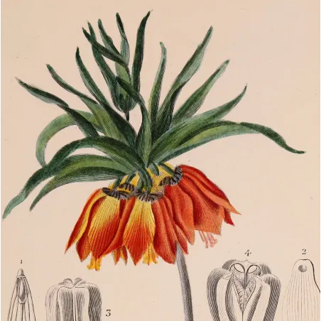 Antique Botanical Print – Pierre Jean François Turpin – Crown Imperial  *Fritillaria imperialis* Original hand-colored engravin