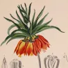 Crown Imperial  *Fritillaria imperialis* Original hand-colored engraving by Turpin, Antique Botanical Print (c.1835)