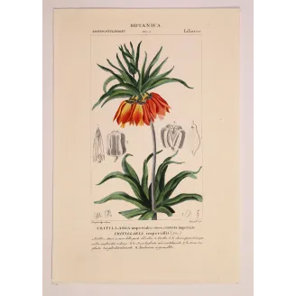 Antique Botanical Print – Pierre Jean François Turpin – Crown Imperial  *Fritillaria imperialis* Original hand-colored engravin