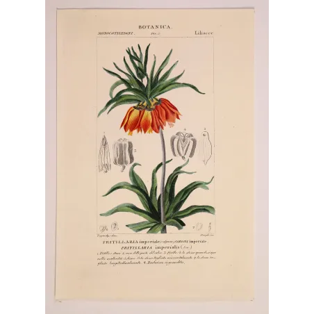 Antique Botanical Print – Pierre Jean François Turpin – Crown Imperial  *Fritillaria imperialis* Original hand-colored engravin
